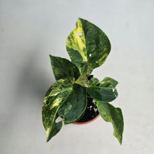 Load image into Gallery viewer, #D105 Two x Headed Variegated Anthurium Forgetii x