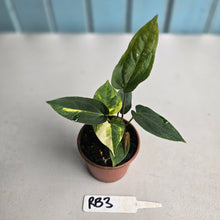 Load image into Gallery viewer, #RB3 Two x Variegated Anthurium Forgetii x (Papillilaminum x)