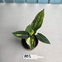 Load image into Gallery viewer, #RB3 Two x Variegated Anthurium Forgetii x (Papillilaminum x)
