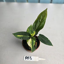Load image into Gallery viewer, #RB3 Two x Variegated Anthurium Forgetii x (Papillilaminum x)