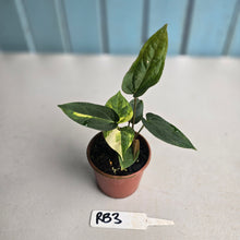 Load image into Gallery viewer, #RB3 Two x Variegated Anthurium Forgetii x (Papillilaminum x)