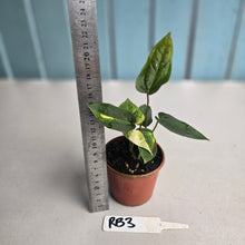 Load image into Gallery viewer, #RB3 Two x Variegated Anthurium Forgetii x (Papillilaminum x)