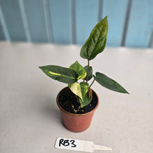 Load image into Gallery viewer, #RB3 Two x Variegated Anthurium Forgetii x (Papillilaminum x)