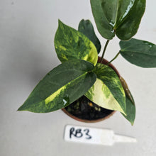 Load image into Gallery viewer, #RB3 Two x Variegated Anthurium Forgetii x (Papillilaminum x)