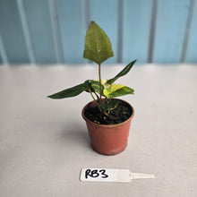 Load image into Gallery viewer, #RB3 Two x Variegated Anthurium Forgetii x (Papillilaminum x)