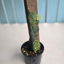 Load image into Gallery viewer, #D59 Rhaphidophora Cryptantha