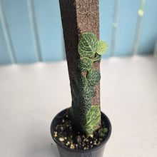 Load image into Gallery viewer, #D59 Rhaphidophora Cryptantha