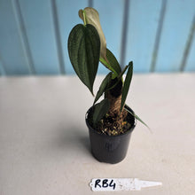 Load image into Gallery viewer, #RB4 Three x Headed Philodendron Burle Marx Fantasy