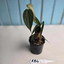 Load image into Gallery viewer, #RB4 Three x Headed Philodendron Burle Marx Fantasy