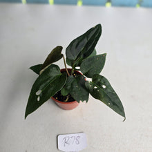 Load image into Gallery viewer, #R78 Two x Dark Anthurium NOID Seedlings