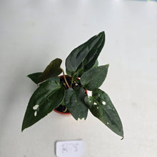 Load image into Gallery viewer, #R78 Two x Dark Anthurium NOID Seedlings