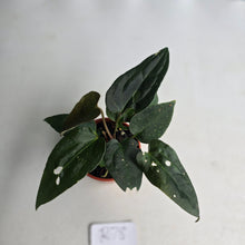 Load image into Gallery viewer, #R78 Two x Dark Anthurium NOID Seedlings