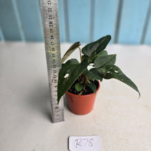 Load image into Gallery viewer, #R78 Two x Dark Anthurium NOID Seedlings