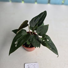 Load image into Gallery viewer, #R78 Two x Dark Anthurium NOID Seedlings