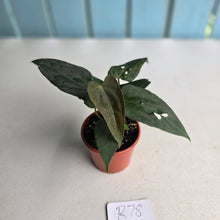 Load image into Gallery viewer, #R78 Two x Dark Anthurium NOID Seedlings