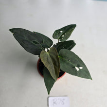 Load image into Gallery viewer, #R78 Two x Dark Anthurium NOID Seedlings