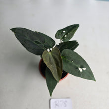 Load image into Gallery viewer, #R78 Two x Dark Anthurium NOID Seedlings