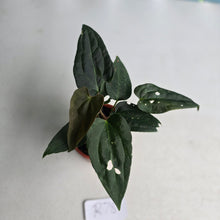 Load image into Gallery viewer, #R78 Two x Dark Anthurium NOID Seedlings