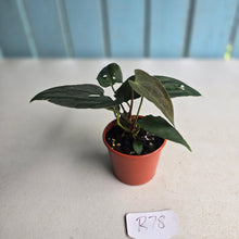 Load image into Gallery viewer, #R78 Two x Dark Anthurium NOID Seedlings