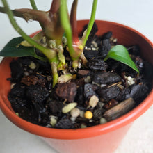 Load image into Gallery viewer, #R78 Two x Dark Anthurium NOID Seedlings