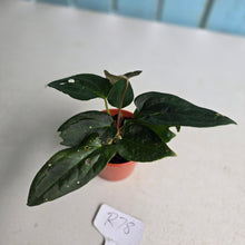 Load image into Gallery viewer, #R78 Two x Dark Anthurium NOID Seedlings