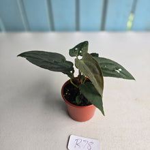 Load image into Gallery viewer, #R78 Two x Dark Anthurium NOID Seedlings