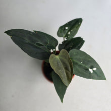 Load image into Gallery viewer, #R78 Two x Dark Anthurium NOID Seedlings