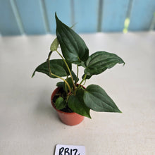 Load image into Gallery viewer, #RB12 Two x Bullate Anthurium NOID Seedlings