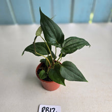 Load image into Gallery viewer, #RB12 Two x Bullate Anthurium NOID Seedlings