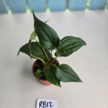 Load image into Gallery viewer, #RB12 Two x Bullate Anthurium NOID Seedlings