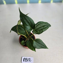 Load image into Gallery viewer, #RB12 Two x Bullate Anthurium NOID Seedlings