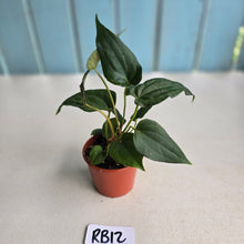 Load image into Gallery viewer, #RB12 Two x Bullate Anthurium NOID Seedlings