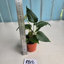 Load image into Gallery viewer, #RB12 Two x Bullate Anthurium NOID Seedlings