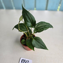 Load image into Gallery viewer, #RB12 Two x Bullate Anthurium NOID Seedlings
