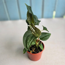 Load image into Gallery viewer, #RB12 Two x Bullate Anthurium NOID Seedlings