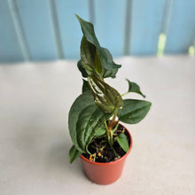 Load image into Gallery viewer, #RB12 Two x Bullate Anthurium NOID Seedlings