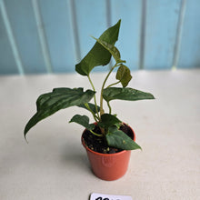 Load image into Gallery viewer, #RB12 Two x Bullate Anthurium NOID Seedlings