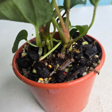 Load image into Gallery viewer, #RB12 Two x Bullate Anthurium NOID Seedlings