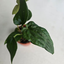 Load image into Gallery viewer, #RB12 Two x Bullate Anthurium NOID Seedlings