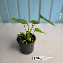 Load image into Gallery viewer, #RD41 Philodendron Furcatum - With Pup