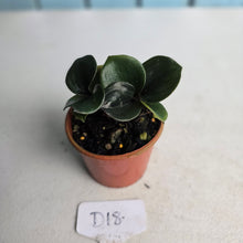 Load image into Gallery viewer, #D18 Geogenanthus Ciliatus