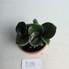 Load image into Gallery viewer, #D18 Geogenanthus Ciliatus