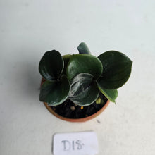 Load image into Gallery viewer, #D18 Geogenanthus Ciliatus