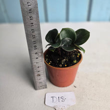 Load image into Gallery viewer, #D18 Geogenanthus Ciliatus