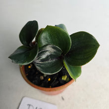 Load image into Gallery viewer, #D18 Geogenanthus Ciliatus