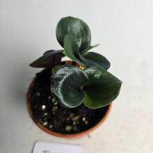 Load image into Gallery viewer, #D18 Geogenanthus Ciliatus