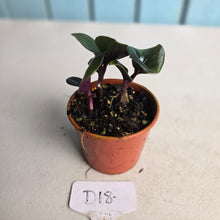 Load image into Gallery viewer, #D18 Geogenanthus Ciliatus