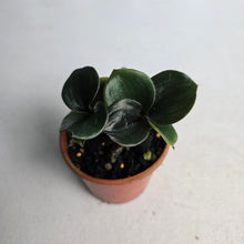 Load image into Gallery viewer, #D18 Geogenanthus Ciliatus