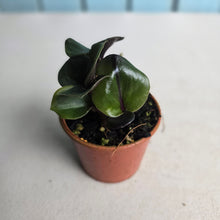 Load image into Gallery viewer, #D18 Geogenanthus Ciliatus