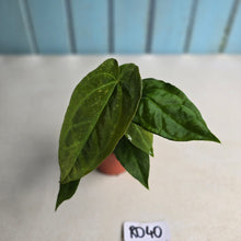 Load image into Gallery viewer, #RD40 Two x Long Anthurium NOID Seedlings